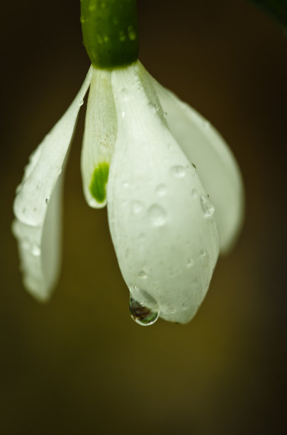 春天的白色雪花莲，叶子上有大雨滴图片下载