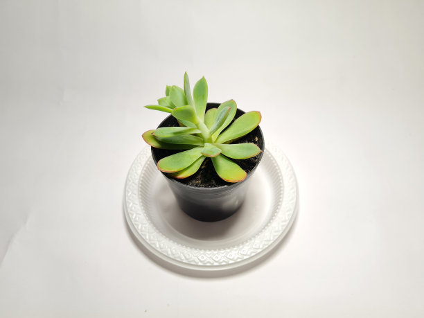 仙人掌的植物图片下载