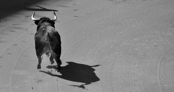 西班牙的一头黑公牛图片下载
