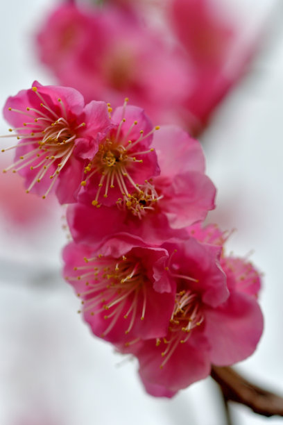 樱花在东京的日本公园盛开图片下载