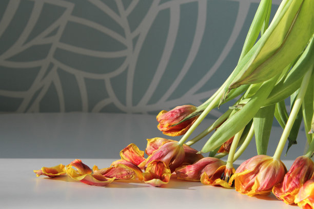 枯萎的花朵：阳光下的干郁金香和落花图片下载