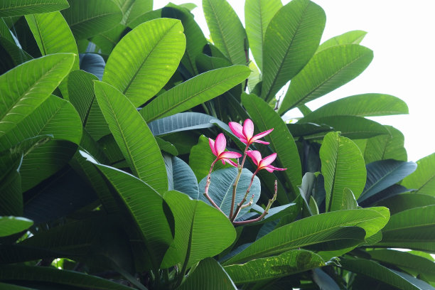 公园里的鸡蛋花图片下载