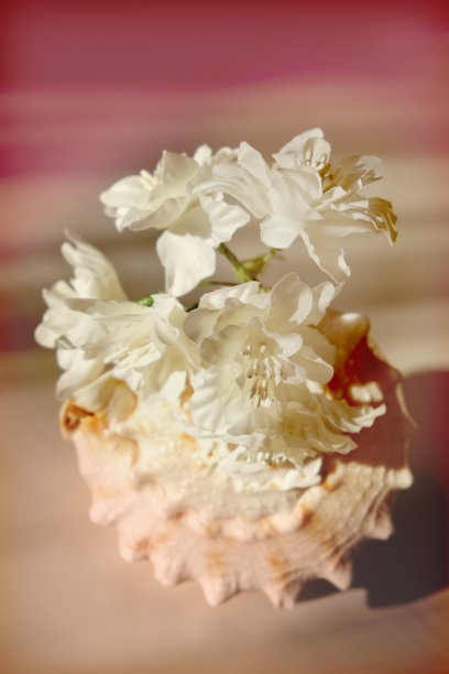 客厅的细节。海滩内部装饰。海贝壳和人造花。柔和的光线和焦点图片下载