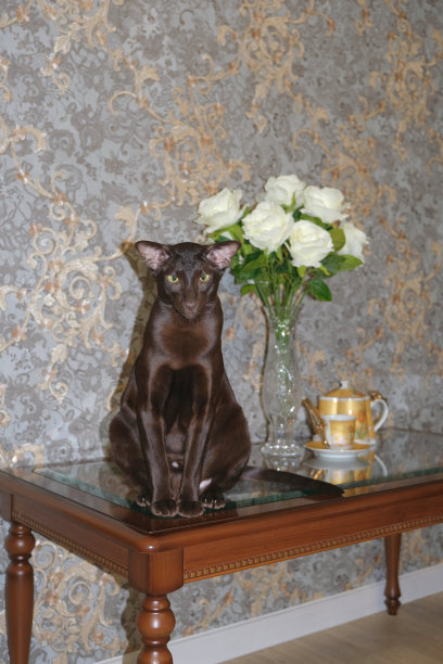 静物细节在家庭内部的客厅。桌上放着东方品种的小黑猫图片下载