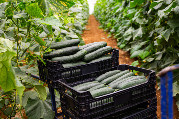 温室里装着新收获黄瓜的盒子图片下载