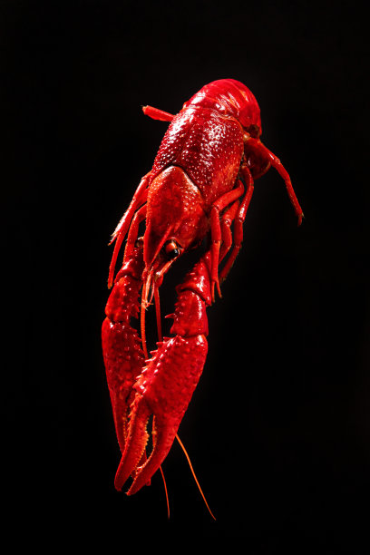 红色水煮小龙虾或黑色背景的小龙虾图片下载