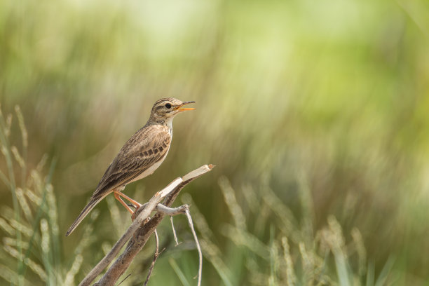 稻田皮皮(以前和理查德的皮皮)在一根折断的棍子上摆姿势图片下载