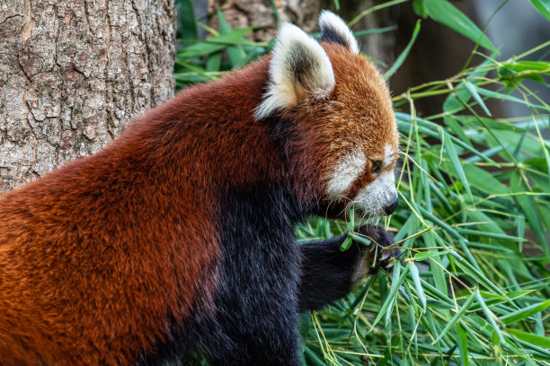 小熊猫，小熊猫，也叫小熊猫。图片下载