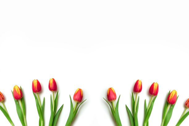 美丽的花朵黄色和红色的郁金香躺在白色的背景上图片下载