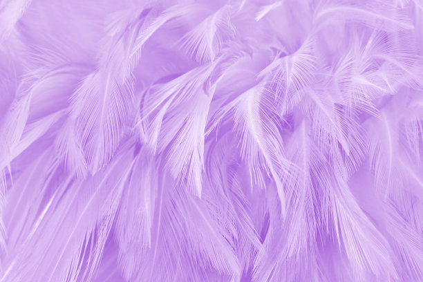 紫色粉彩鸟羽毛图案纹理为背景和设计。图片下载