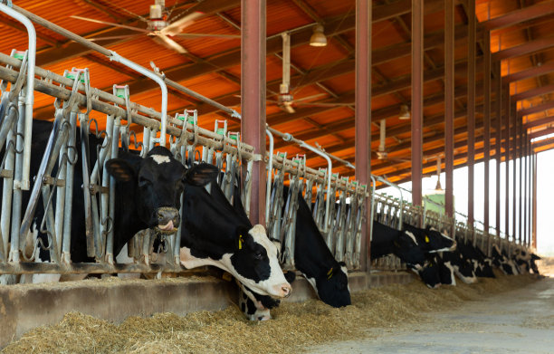 奶牛在牛棚里吃干草的特写镜头图片下载