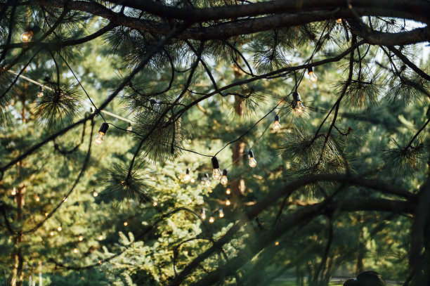 夜间挂在花园里树上的户外装饰彩灯图片下载