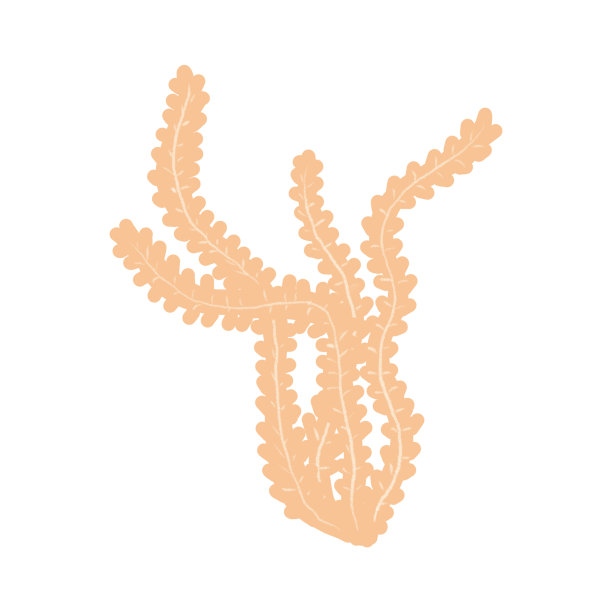 海藻。平面设计，儿童插图。孤立的白色背景。图片下载