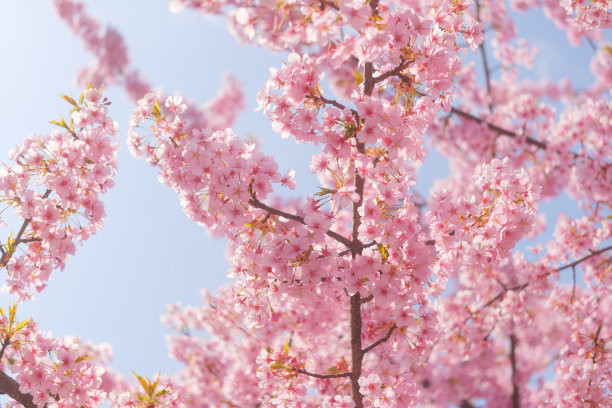 樱花盛开的照片，拍摄于日本的春天。图片下载