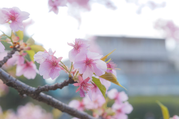 樱花盛开的照片，拍摄于日本的春天。图片下载