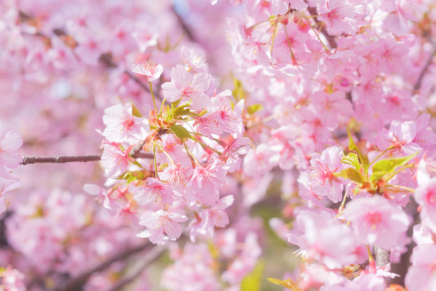 樱花盛开的照片，拍摄于日本的春天。图片下载