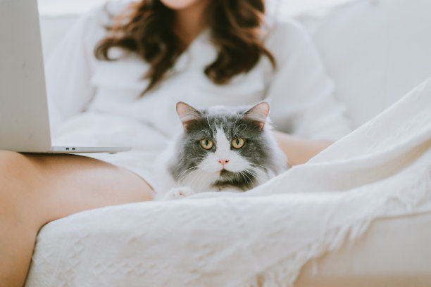 年轻的亚洲女商人工作和玩猫图片下载