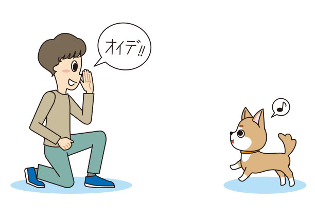 柴犬在听教练的训练图片下载