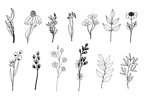 插图的植物图片下载