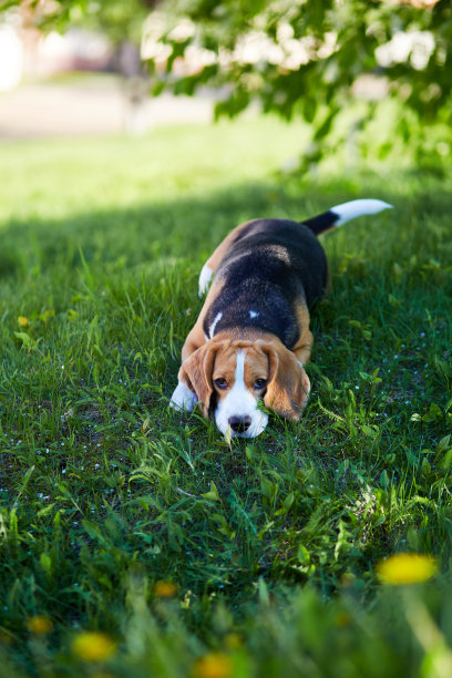 可爱的小狗比格尔正躺在树荫下的绿草地上。垂直方向。图片下载