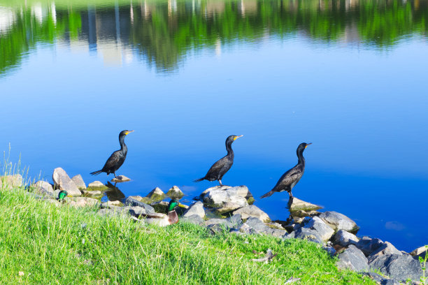 一群黑色的鸟和鸭子坐在城市公园的池塘对着明亮的蓝色的水反射在夏天的自然照片。自然背景与复制空间。野生动物。环境图片下载