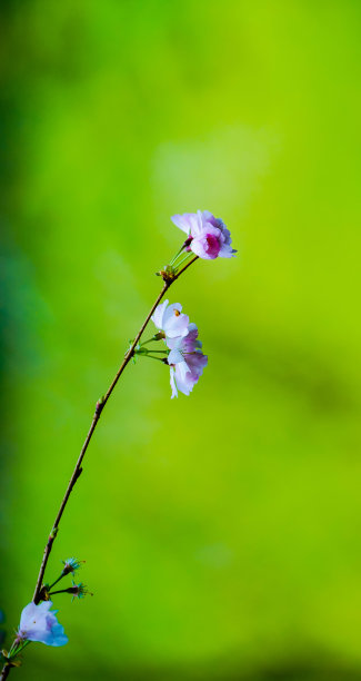 春天的花朵图片下载
