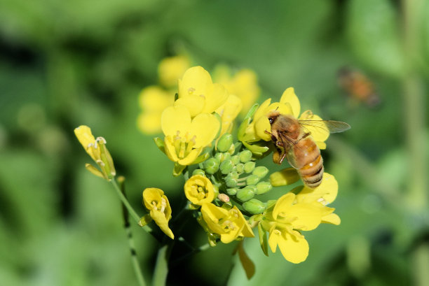 蜜蜂深入油菜籽开花图片下载