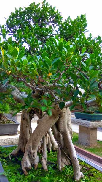 美丽的榕树盆景在花园里的花盆里图片下载