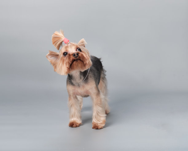 约克夏犬的小狗在灰色的背景上仰望图片下载