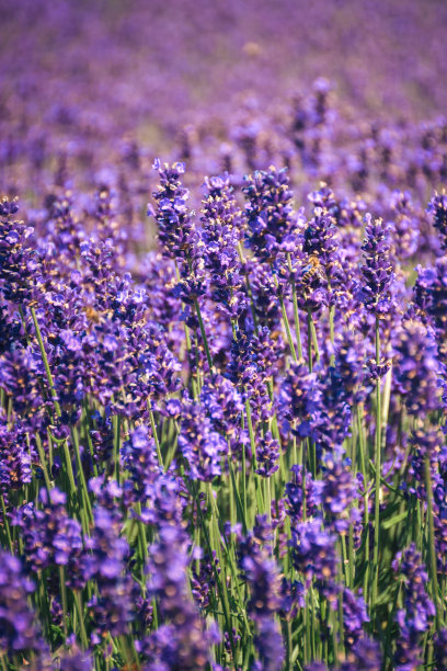 美丽的花香夏日概念。图片下载