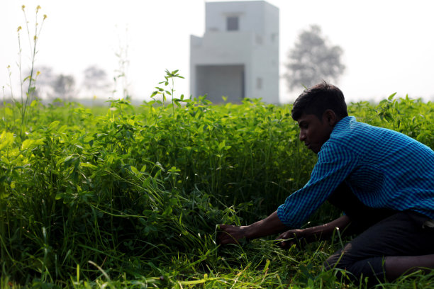 农民割草用作动物饲料图片下载
