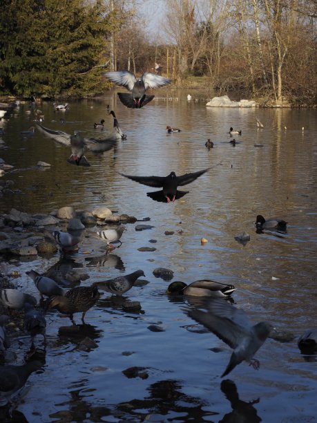 湖中的鸟图片下载