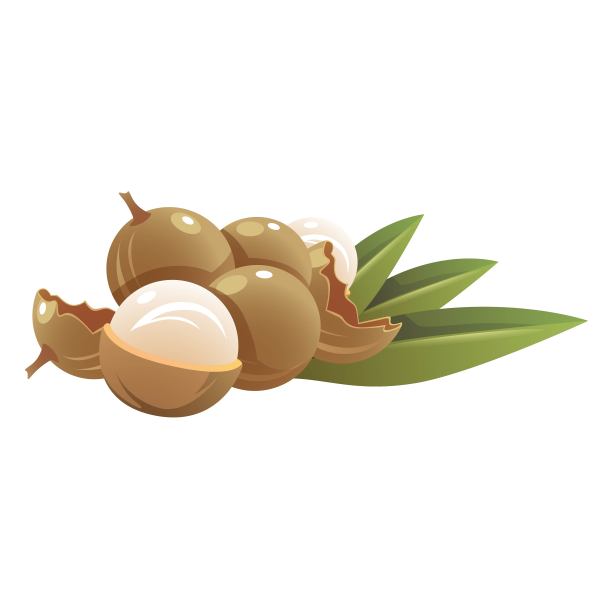 可口的龙眼插画元素图片下载