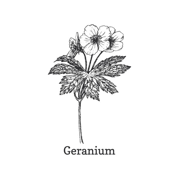 天竺葵矢量草图，设计元素。天竺葵植物版画风格。山茱萸植物，手绘插图。图片下载
