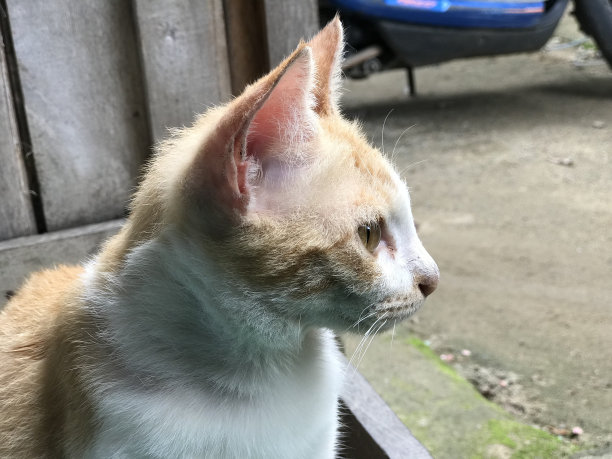 美丽的白色可爱的猫为传单，海报，广告等图片下载