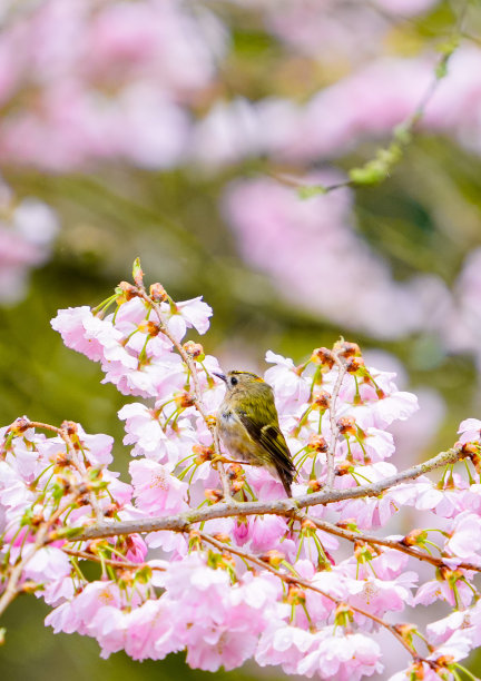 春天的花朵图片下载
