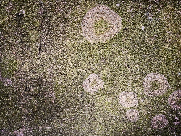 风化混凝土栅栏与苔藓图片下载