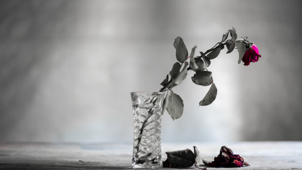 玫瑰会失去花瓣图片下载