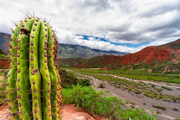 阿根廷萨尔塔Escoipe河床上的仙人掌图片下载
