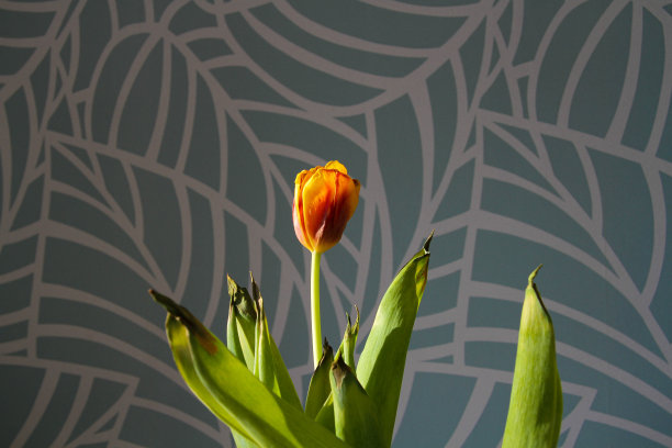 枯萎的花朵：阳光下的干郁金香和落花图片下载