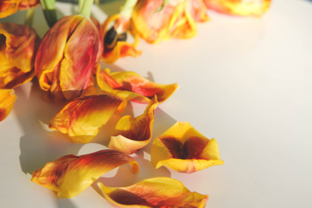 枯萎的花朵：阳光下的干郁金香和落花图片下载