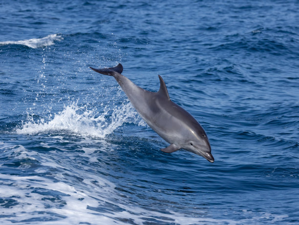宽吻海豚跳跃图片下载