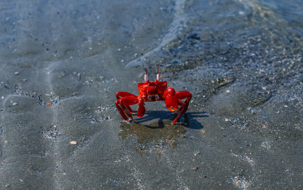 特写镜头和选择性聚焦在Sonadia岛的红沙蟹，库图比约姆联盟，孟加拉国。海滩上的红蟹。图片下载