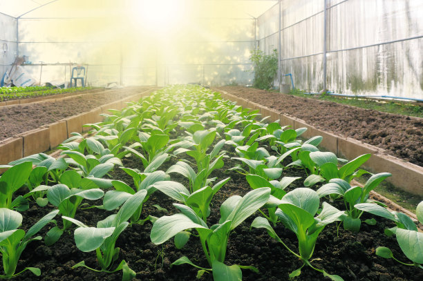 蔬菜种植图片下载
