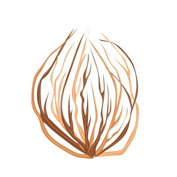 死风滚草植物图片下载