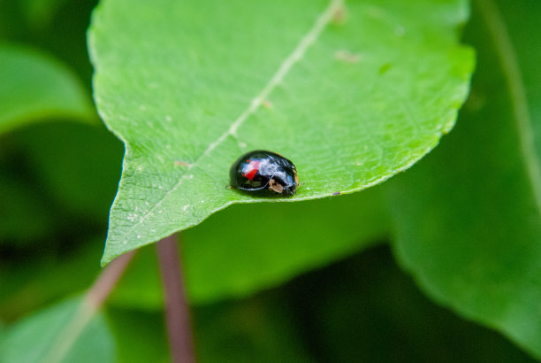 春天绿色草地和花园植物中的瓢虫微距照片图片下载