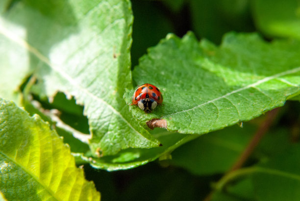 春天绿色草地和花园植物中的瓢虫微距照片图片下载