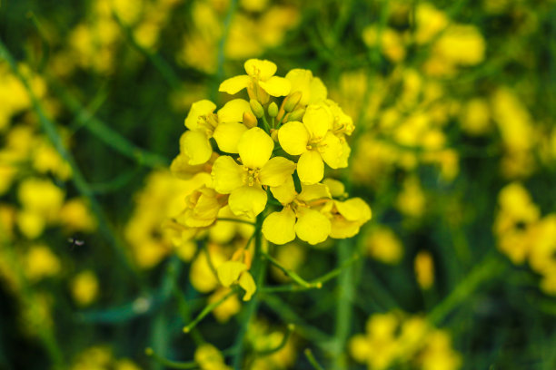 油菜。盛开的油菜籽芽，选择性聚焦，特写。图片下载