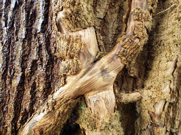 交叉生长的常春藤茎老橡树，特写。图片下载