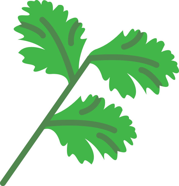 生芫荽叶概念，新鲜culantro矢量颜色图标设计，调味品和香料符号，食物烹饪配料标志，香草和餐桌酱料插图图片下载